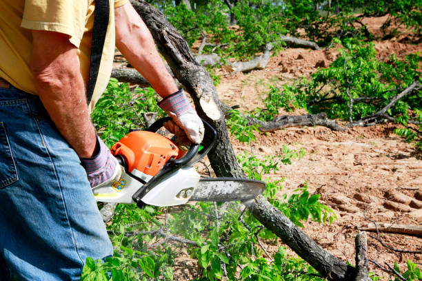 How Our Tree Care Process Works  in  Chattahoochee Hills, GA